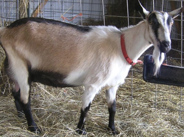 Alpine-Goat-Female.